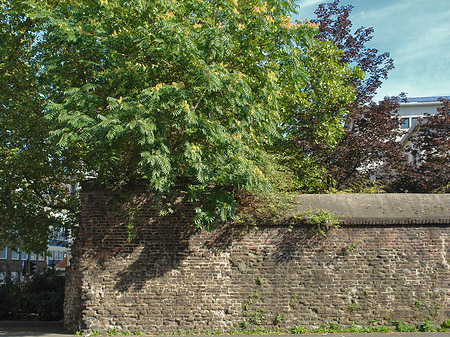 Burgmauer mit Busch