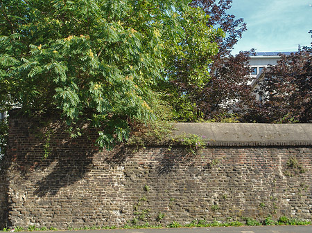 Burgmauer mit Busch Fotos